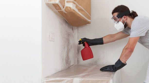 Professional Mold Remediation technician working in Holliston, MA